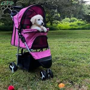 Mia, Mini Goldendoodle Puppy